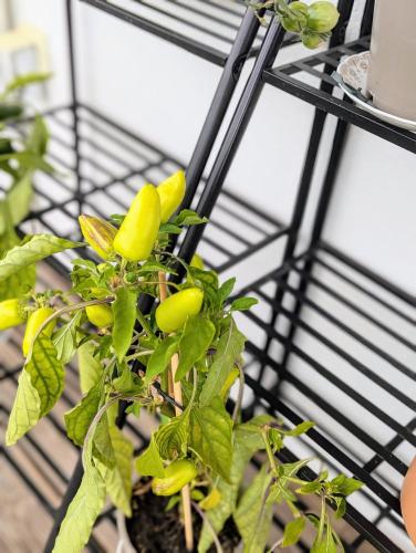 a plant with yellow peppers growing on a black stand at Haus Grünewald Unsleben in Unsleben