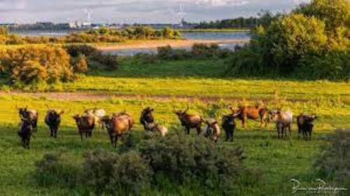 a herd of animals standing in a field at waterland in Ooltgensplaat