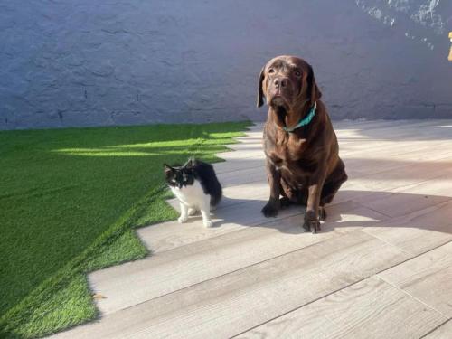a dog and a cat sitting next to each other at Finca Oaxaca - Casa Iguana in Agaete