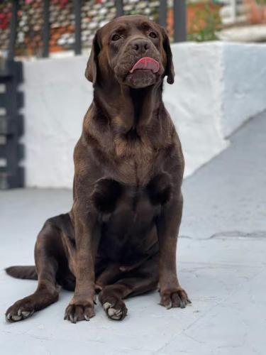 a brown dog sitting on the ground with its tongue at Finca Oaxaca - Casa Iguana in Agaete
