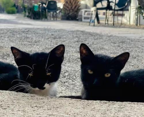 two black and white cats laying on the ground at Finca Oaxaca - Casa Tortuga in Agaete