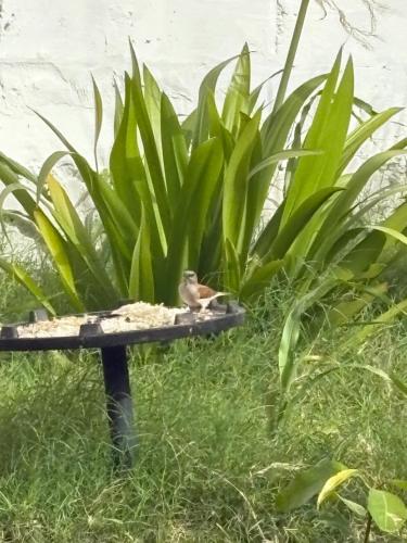 Aed väljaspool majutusasutust Bungalow au cœur de la nature