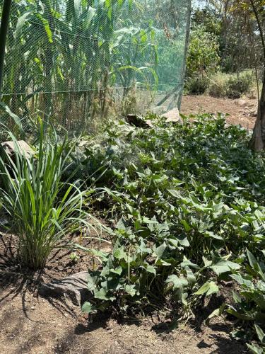 a garden with green plants in the dirt at Sweta Takawiri island Shamba house in Takawiri Island