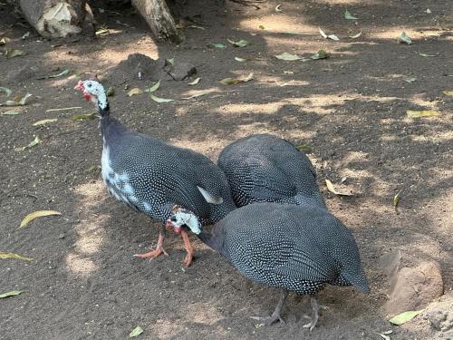 two birds standing next to each other on the ground at Sweta Takawiri island Shamba house in Takawiri Island