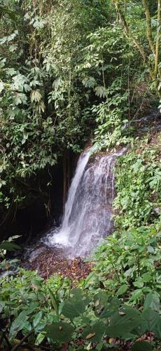 a waterfall in the middle of a forest at Ecoterra Inka Lodge in Santa Ana