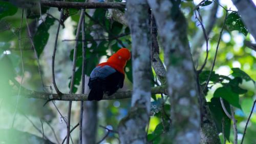 a red and blue bird sitting on a tree branch at Ecoterra Inka Lodge in Santa Ana
