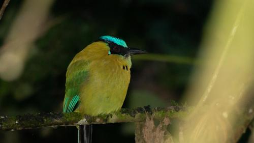 a bird with a blue head sitting on a branch at Ecoterra Inka Lodge in Santa Ana