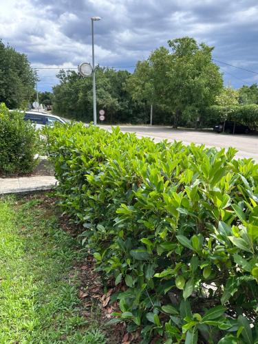 a row of green bushes next to a street at Apartmani Novak in Mostar