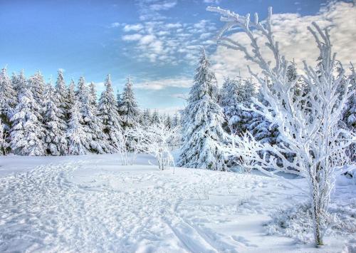 a snow covered forest with snow covered trees at SOLUNA STAY I Seesicht I Luzern I Familienfreundlich I Self-check-in I Sunset I Ski I Free Parking in Küssnacht