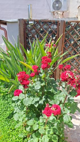 a bunch of red roses in a garden at B&b Il Giardinetto in Selargius