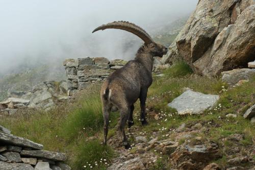 a ram standing on a mountain with rocks at BALMA DEI CUP con SPA privata su richiesta in Pont Canavese