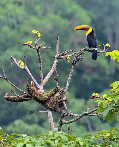 two birds perched on top of a tree branch at Dominical Beach 15 min Private Retreat Casa Grande in Platanillo