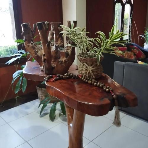 a wooden table with a tree and plants on it at Hotel Raízes in Bom Conselho