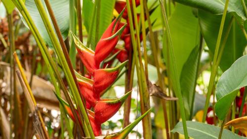 Taman di luar Natural Luxury Birding Lodge