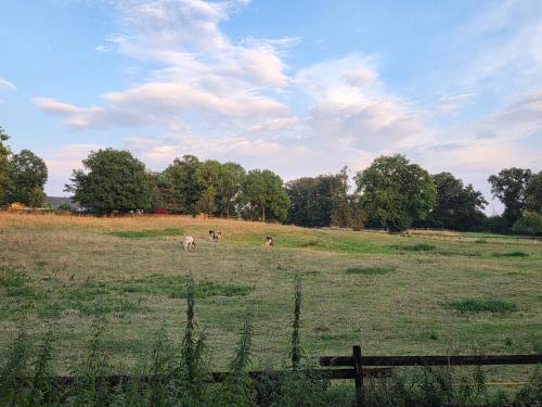 a field with some animals grazing in a field at 2- Zimmer-Wohnung in Weilerswist
