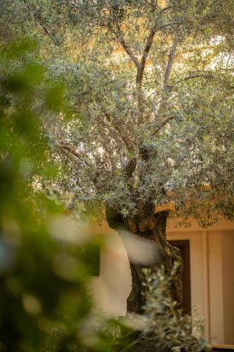 a close up of a tree in front of a building at Electra Hotel in Stavros
