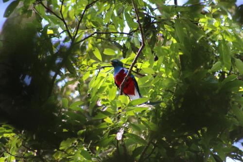 a red and blue bird perched on a tree branch at Talamanca Nature Reserve in Rivas