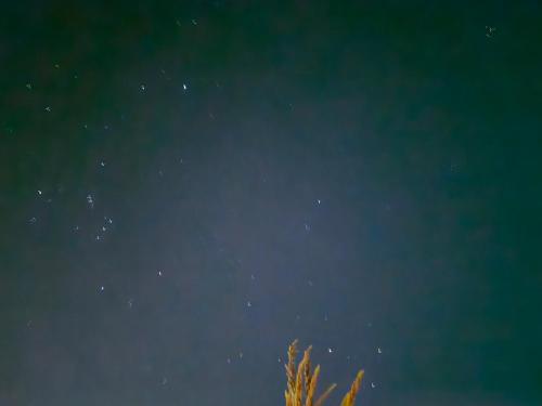a starry night with a tree in the foreground at Casa Pacari in Algarrobito