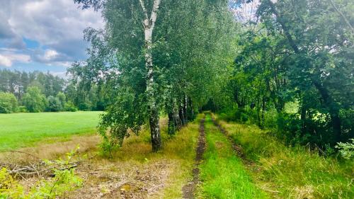 a tree in the middle of a field at Na Skraju Puszczy in Cieciory