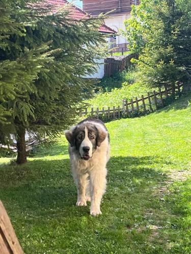 a dog standing in the grass in a yard at Pension Tofalvi in Harghita-Băi