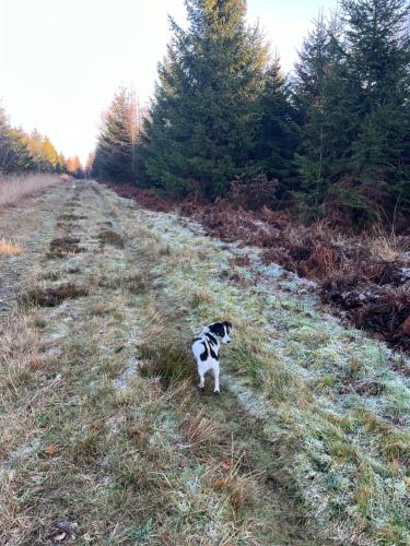 a black and white dog standing in a field at Ecole Buissonnière in Vielsalm