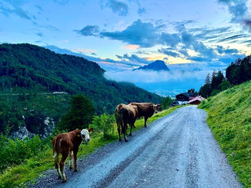 a group of cows walking down a dirt road at Veitenhof im Kaisertal, nur nach 30 minütigem Spaziergang erreichbar, only after 30 minutes walk reachable in Ebbs