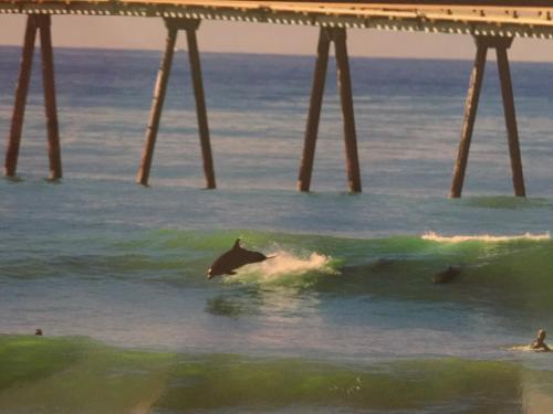 a dolphin riding a wave in the ocean next to a pier at Seascape by Paradise Retreats in Carpinteria