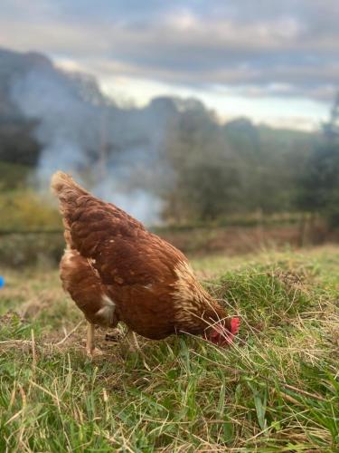 a brown chicken eating grass in a field at The Megabus near Tavistock and Dartmoor. in Lamerton
