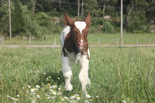 a brown and white horse running in a field of grass at Råshults Gård in Vimmerby