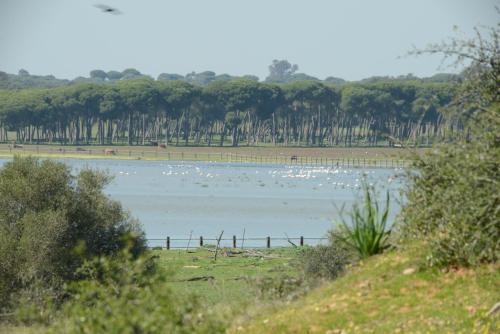 a large flock of birds on a lake at Hotel Doñana Blues in Matalascañas