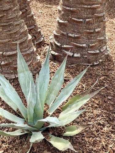 a green plant in front of two palm trees at 537 Saint Emilion - Luxury Guest House in Saint-Laurent-des-Combes
