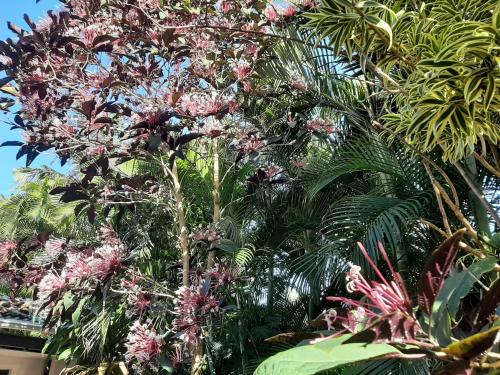 a bunch of trees with pink flowers on them at Eden river Tontouta in La Tontouta