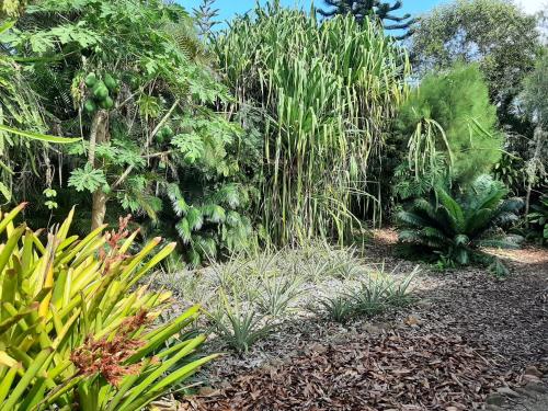 a garden with many plants and trees at Eden river Tontouta in La Tontouta