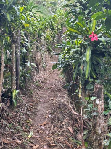 a dirt path through a field of plants at Casa en el árbol en Titiribi in Titiribí