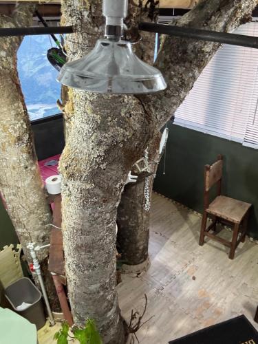 a lamp hanging from a tree in a room at Casa en el árbol en Titiribi in Titiribí