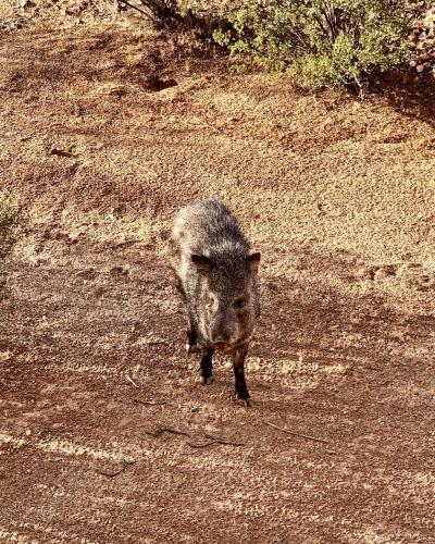 ゲストハウスの敷地内または近くにいる動物