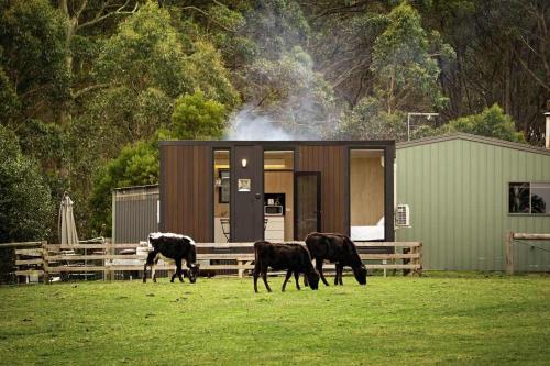 a group of cows grazing in a field in front of a building at High on a Mountain Top by Tiny Away in Koornalla