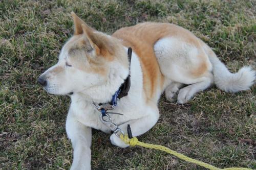 a brown and white dog laying on the grass at Lodge USA Motel in Guymon