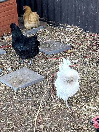 a group of chickens standing on the ground at Guest Suite in Marino in Marino