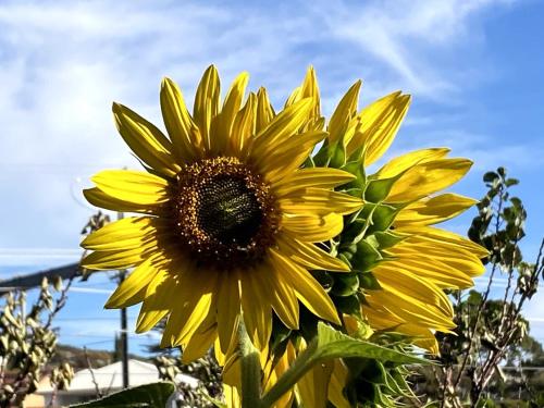 a yellow sunflower in a field with the sky in the background at Guest Suite in Marino in Marino