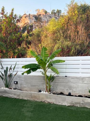 a plant in front of a white fence at Protaras entire house in Protaras