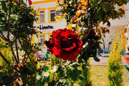a red rose in front of a building at Limon Pansiyon in Foca