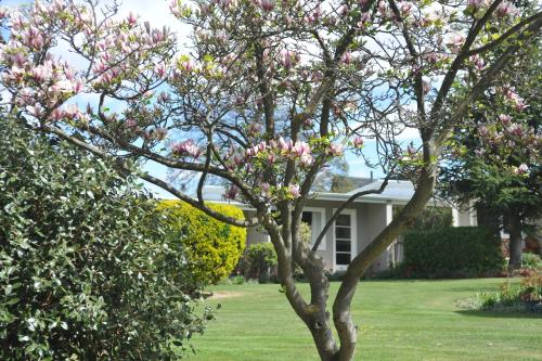 a magnolia tree in front of a house at Alexandra Garden Court Motel in Alexandra