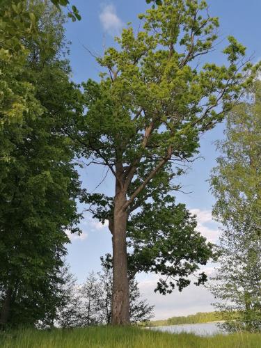 a tree in the middle of a field at Medumi Lake Caravan in Medumi