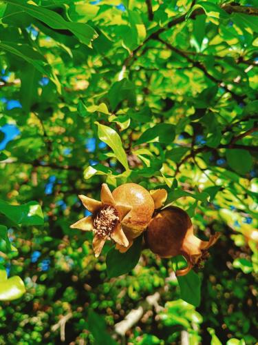 a close up of an open fruit on a tree at Casa Vacanze Brezza Marina with beautiful garden in Quartu SantʼElena