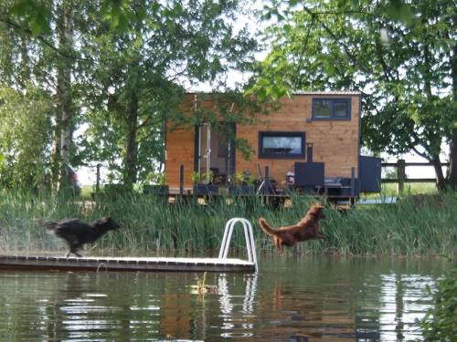two dogs are standing on a raft in the water at TinyHousebeiDresden klein aber fein, beste Alleinlage direkt am Naturteich, große Terrasse - Nähe Sächsische Schweiz und Dresden in Großharthau