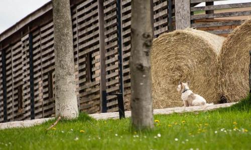a dog sitting next to a pile of hay at TinyHousebeiDresden klein aber fein, beste Alleinlage direkt am Naturteich, große Terrasse - Nähe Sächsische Schweiz und Dresden in Großharthau