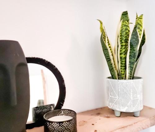 a plant in a vase sitting on a table at Spacious 3 Bed Home in the heart of Swansea in Swansea