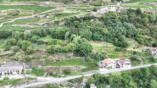 an aerial view of a vineyard with houses and trees at B&B Ca' La Vedescia in Teglio