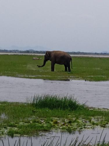 an elephant standing in the grass near a body of water at Aaliya Bay in Arugam Bay